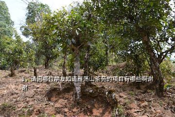 茶旅項(xiàng)目,請(qǐng)問(wèn)哪位朋友知道雁蕩山茶苑的項(xiàng)目有哪些啊謝謝