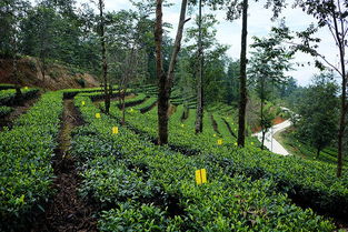 見過(guò)活的茶葉人工馴化史嗎 從3萬(wàn)棵古茶樹群落,到全國(guó)當(dāng)下最大的雨林認(rèn)證茶園