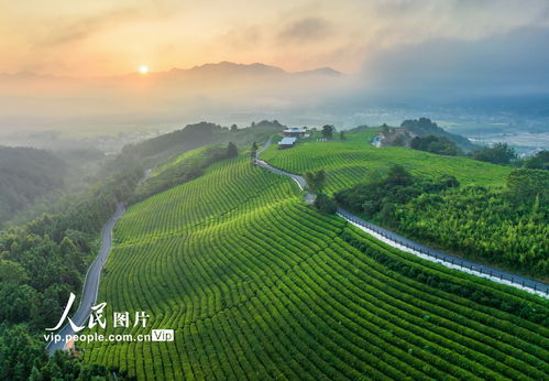 安徽旌德 茶旅融合 茶山變金山