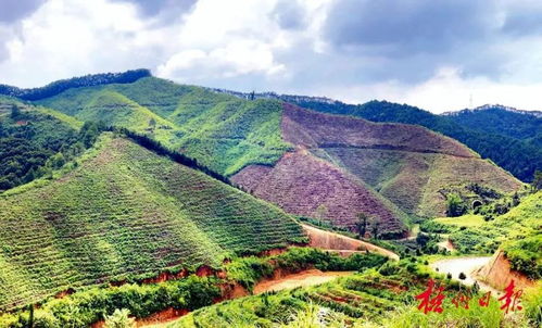 梧州 六堡茶氣候 富農貸 成功放貸