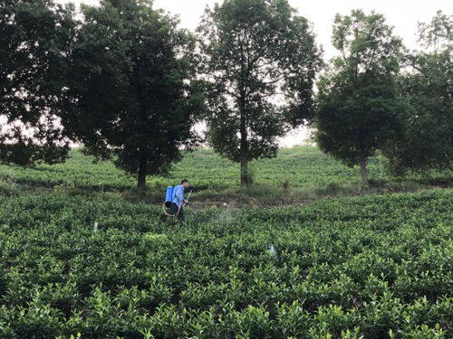 處暑節氣 里岙山安吉白茶茶園生長記錄
