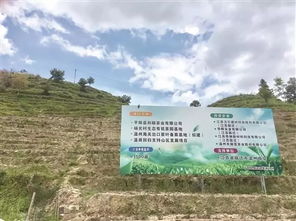 私田定制 激活山村茶園 宿遷溫商回鄉投資,通過土地流轉種植農產品