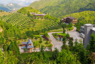 茶莊園的景觀設計