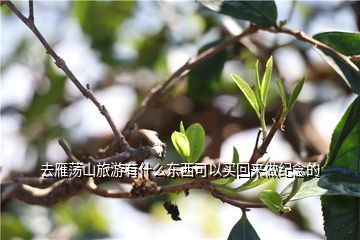 雁蕩山茶葉去哪里買,去雁蕩山旅游有什么東西可以買回來做紀念的
