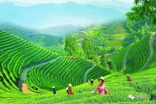 興山借鑒竹溪經驗 推進美麗鄉村建設