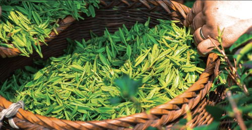 這個臺灣帥哥將嘻哈 飲品玩出了新高度,潘西們趕緊去明瓦廊打卡