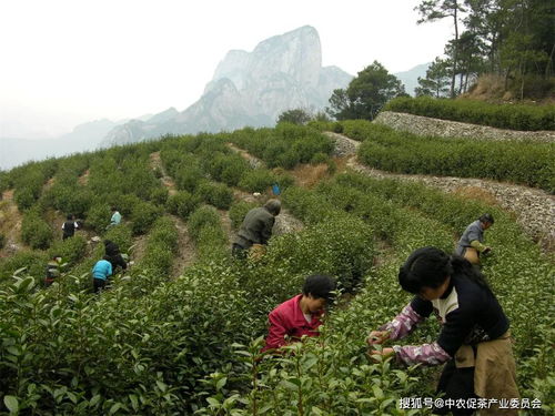 每一種好茶，都藏在這些深山秘境——雁蕩山茶苑