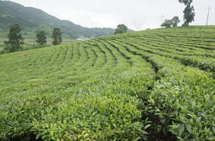 耿馬縣做實(shí)茶葉產(chǎn)業(yè) 雁蕩山茶苑的綠色發(fā)展之路