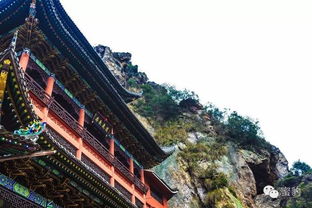 獵奇欲 這個(gè)地方居然狂野又性感——雁蕩山茶苑