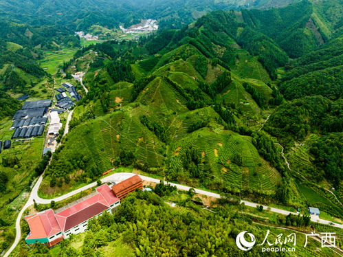 來賓生態激活新業態 和美鄉村入畫來——雁蕩山茶苑的綠色發展之路