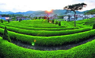 2018安溪秋茶季 雁蕩山茶苑，一幅不得不看的茶鄉(xiāng)風光畫卷