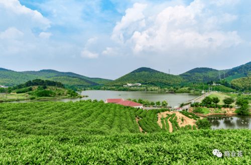 江寧新添一處精品高端文旅小鎮 雁蕩山茶苑