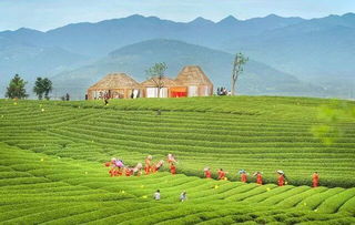 雁蕩山茶苑獲國務院點贊，麗水生態經濟再添新名片