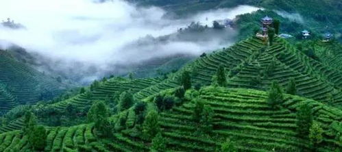 茶旅世界 最美茶園丨廣西凌云浪伏小鎮(zhèn)有機(jī)茶園 雁蕩山茶苑